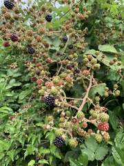 Rubus fruticosus