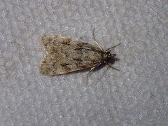 Scoparia pyralella