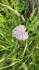 Achillea millefolium