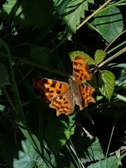 Polygonia c-album