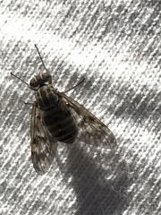 Rhagio brunneipennis