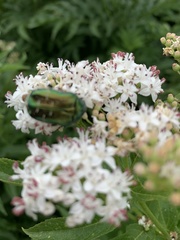 Cetonia aurata