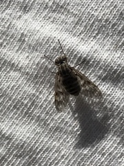 Rhagio brunneipennis