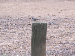 Sericornis maculatus