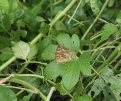 Polygonia c-aureum lunulata