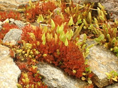 Ptychostomum pallens