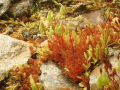 Ptychostomum pallens