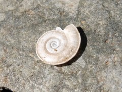 Planorbis carinatus
