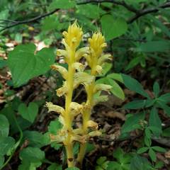 Orobanche hederae