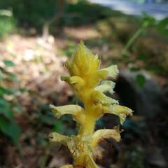 Orobanche hederae