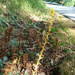 Orobanche hederae
