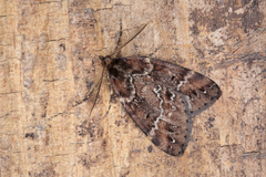 Pseudocoremia ombrodes