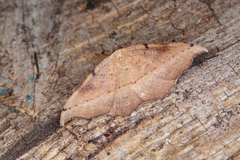 Sarisa muriferata