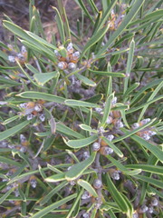 Hakea corymbosa