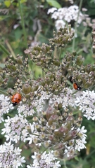 Coccinella septempunctata