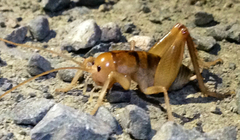 Ceuthophilus californianus