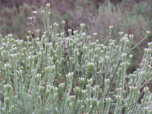 Image of Leucadendron verticillatum by (c) Jeremy Gilmore, some rights reserved (CC BY)