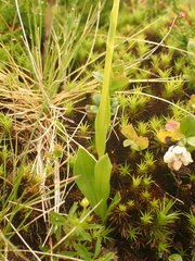 Pseudorchis albida albida