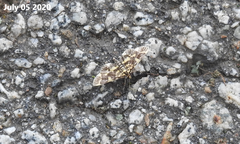 Piletocera luteosignata