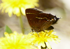 Callophrys spinetorum