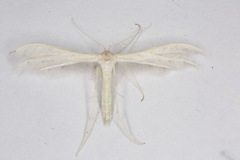 Pterophorus pentadactyla