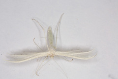 Pterophorus pentadactyla