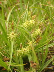 Carex flava