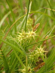 Carex flava