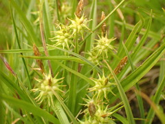 Carex flava