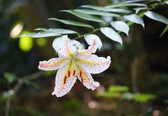 Lilium auratum