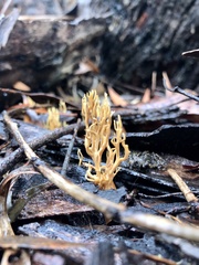 Phaeoclavulina flaccida