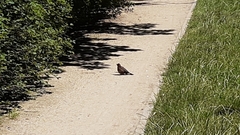 Turdus merula