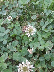 Apis mellifera