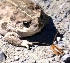 Ceuthophilus californianus