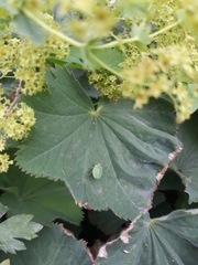 Palomena prasina