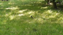 Turdus merula