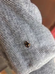 Harmonia axyridis
