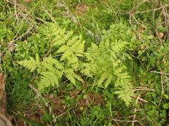 Athyrium distentifolium