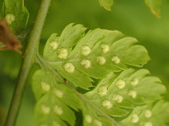 Athyrium distentifolium