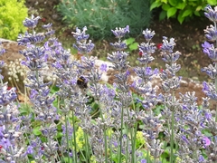 Bombus