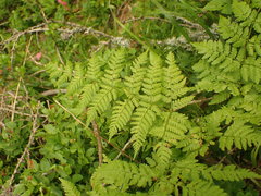 Athyrium distentifolium