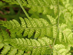 Athyrium distentifolium