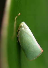 Sanurus