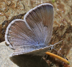 Icaricia saepiolus