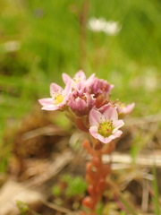 Sedum villosum