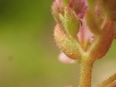 Sedum villosum