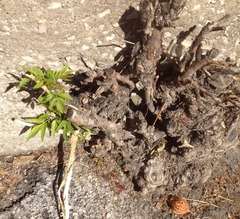 Ailanthus altissima