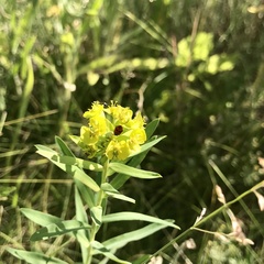 Euphorbia stepposa