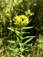 Euphorbia stepposa