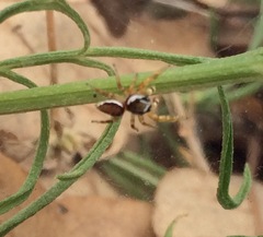 Pelegrina pervaga